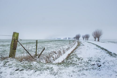 Knotwilgen in de sneeuw
