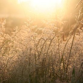 Wuivende grashalmen in de ochtendzon sur Saskia van den Berg Fotografie