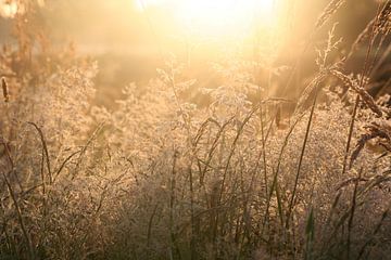 Wuivende grashalmen in de ochtendzon van Saskia van den Berg Fotografie