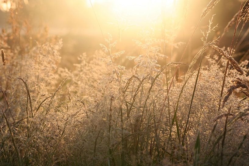 Wuivende grashalmen in de ochtendzon van Saskia van den Berg Fotografie