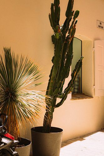Cactus et palmier à Saint-Tropez