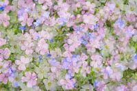Mix of flowers in romantic pastel colors