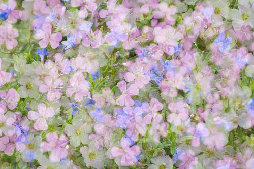 Mix van bloemen in romantische pastel kleuren