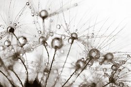 Wassertropfen auf Löwenzahnflaum von Marjolijn van den Berg