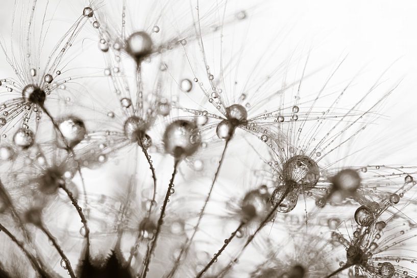 waterdruppeltjes op pluisjes van de paardenbloem van Marjolijn van den Berg