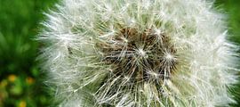 Pluissbol van een Paardebloem von M  van den Hoven