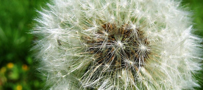 Pluissbol van een Paardebloem par M  van den Hoven