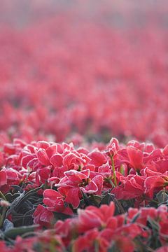 Schoonheid van afgestorven bloemenresten ( tulpen ) in de ochtendvorst van Chihong