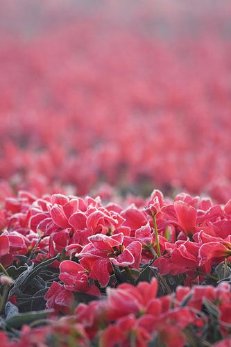 Schoonheid van afgestorven bloemenresten ( tulpen ) in de ochtendvorst