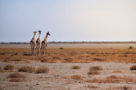 Giraffes enjoy the view by Tjana Photography