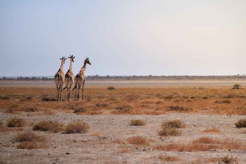 Les girafes profitent de la vue par Tjana Photography