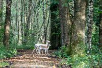 A white fallow deer with spotted cub in a beautiful autumn forest