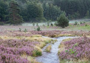 Heide