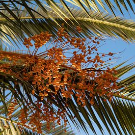 Orangefarbene Früchte einer Dattelpalme von Adriana Mueller