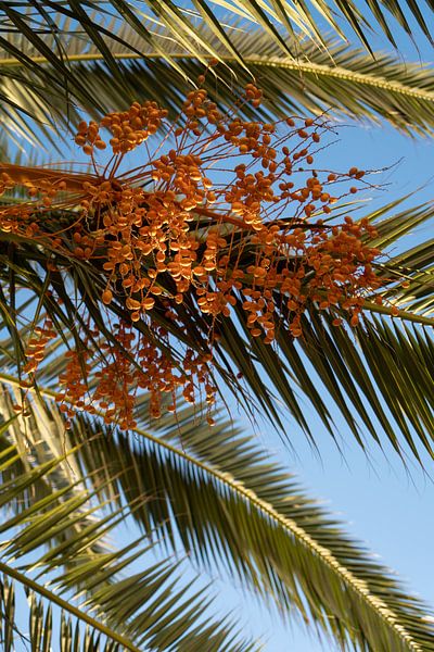 Orange-coloured fruits of a date palm by Adriana Mueller