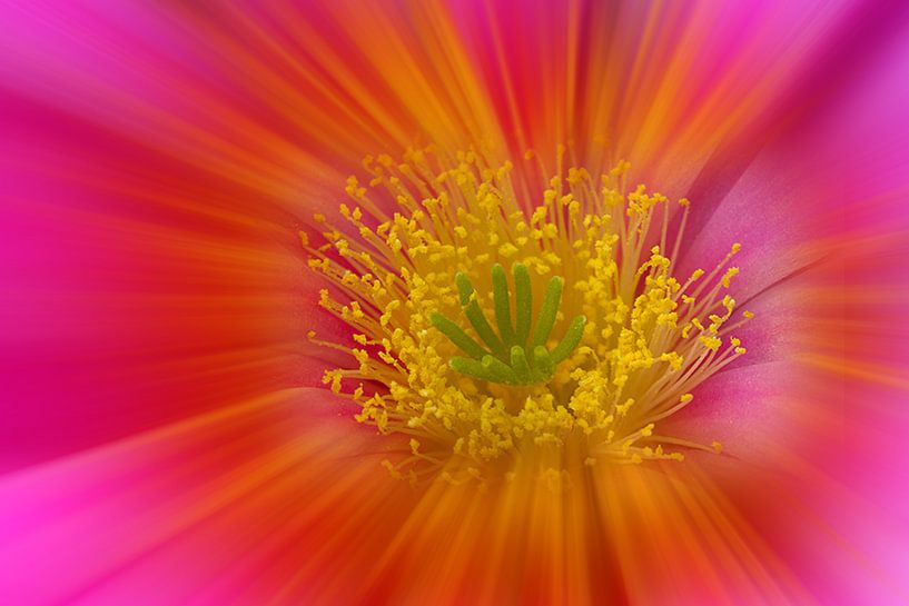 Kakteenblüte in Pink by Puravida - Photography and photo art