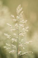 Gras...