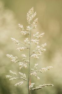 Gras...