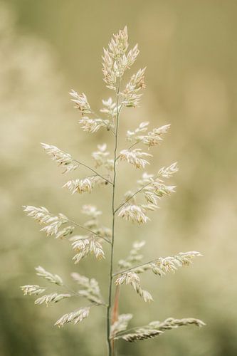 Gras...