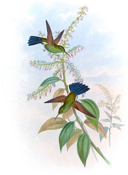 Blue-staart Amazili, John Gould van Hummingbirds