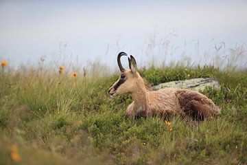 Gemzen (Rupicapra rupicapra) Vogezen, Frankrijk van Frank Fichtmüller