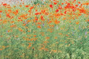 Coquelicots abstrait