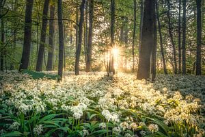 Amsterdamse Bos von Niels Barto