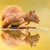 Eekhoorn aan het water met reflectie van Gianni Argese