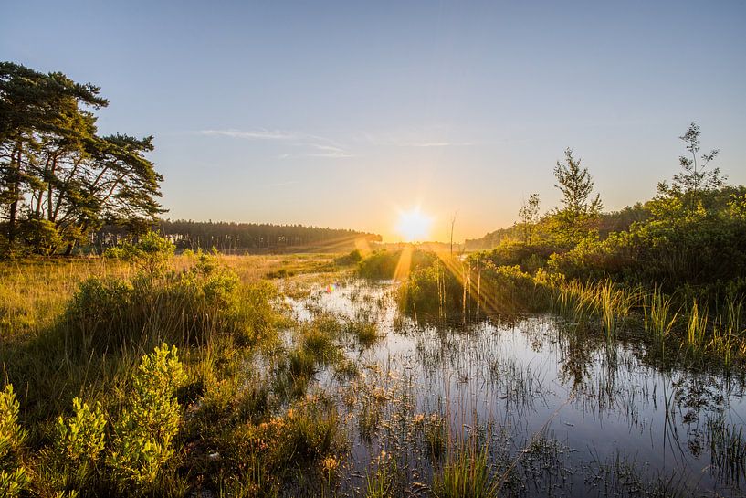 goldener Morgen von Bart Liesenborgs