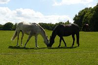paarden kussen
