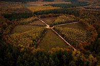 "De Eenzame Eik" vanuit de lucht, Nederland van Michiel de Bruin thumbnail