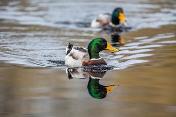 Mallard (Anas platyrhynchos) van Dirk Rüter