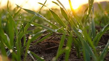 Zonsondergang in een weiland, dauwdruppels
