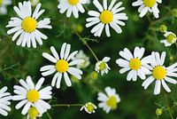 Camomille