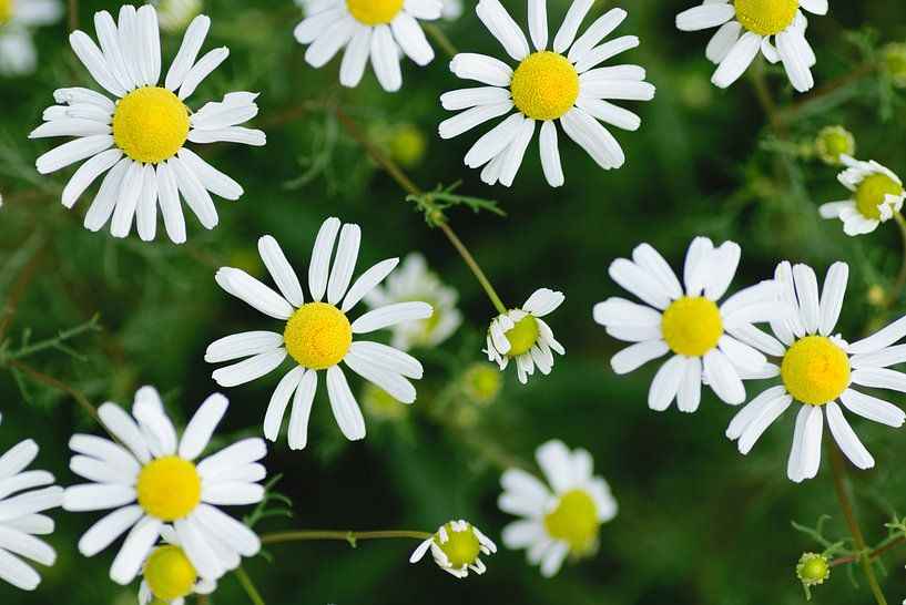 Chamomile by Eline Bouwman