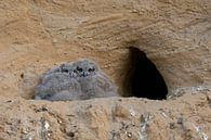 Europaeische Uhus ( Bubo bubo ), zwei Küken kuscheln vor dem Eingang zu ihrer Nisthöhle, süße Tierki van wunderbare Erde thumbnail