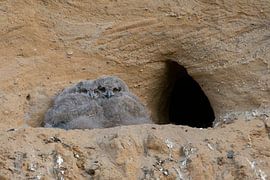 Europaeische Uhus ( Bubo bubo ), zwei Küken kuscheln vor dem Eingang zu ihrer Nisthöhle, süße Tierki von wunderbare Erde