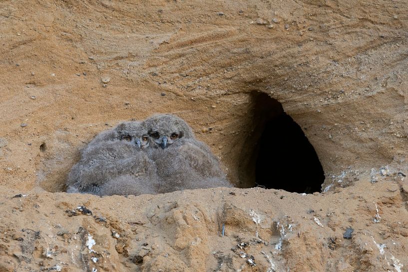Europaeische Uhus ( Bubo bubo ), zwei Küken kuscheln vor dem Eingang zu ihrer Nisthöhle, süße Tierki van wunderbare Erde