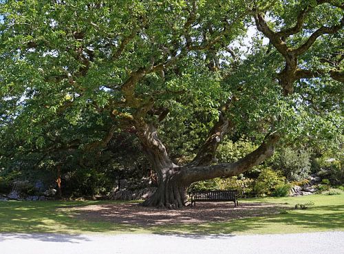 Banc sous l'arbre