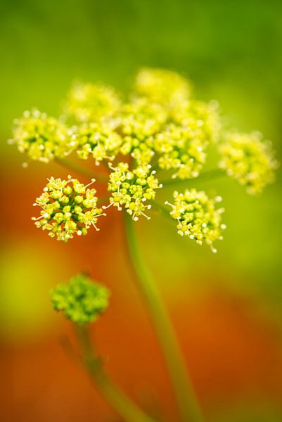 Yellow Parsley Flower Portrait by Iris Holzer Richardson