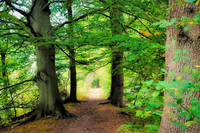 The enchanted forest by Anja Oosterwaal Fine Art Fotografie
