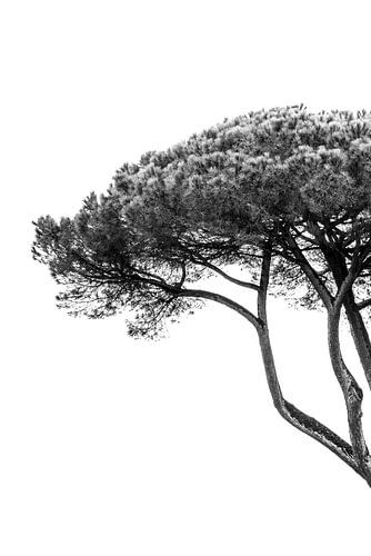 Minimalistisch botanisch beeld van de linkerhelft van een boom
