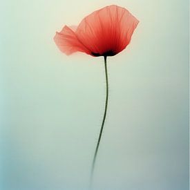 Poppy by Preet Lambon