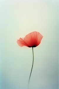 Mohnblume