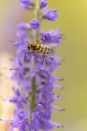Schwebfliege auf lila Blüte