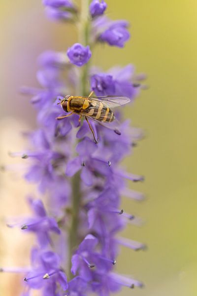 Schwebfliege auf lila Blüte von Miranda Geerts Art