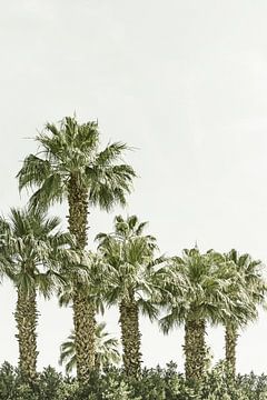 Magnificent palm trees on the beach | Vintage