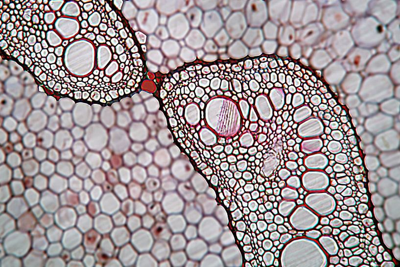 male fern cross-section by appie bonis