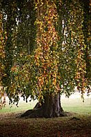 Herfst