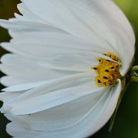 Witte bloem van Sabine Claus